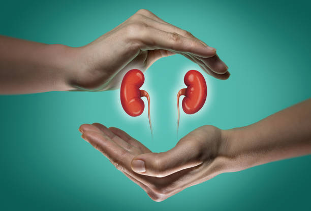 Kidney: the waste and toxin removal